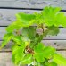 Ficus carica (Figovník jedlý) ´BROWN TURKEY´ - výška 20-30 cm, BONSAJ MISA